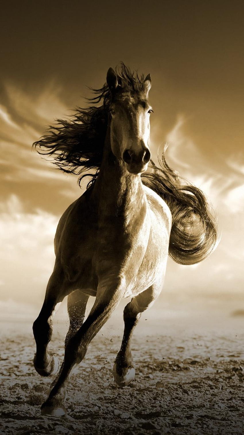 7 Running Horses , seven horse mobile HD phone wallpaper