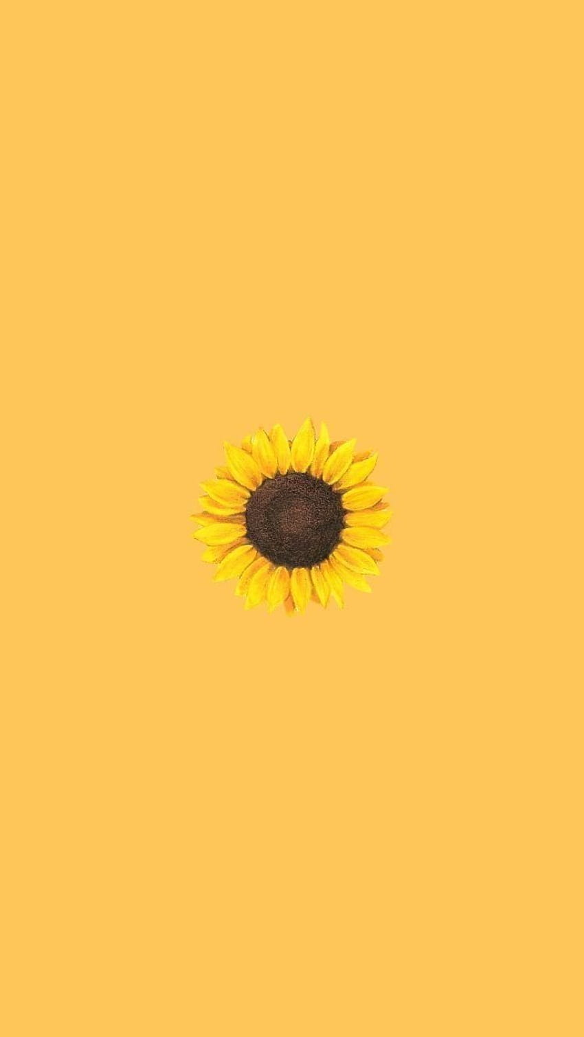 Aesthetic Für iPhone  , bunga matahari biasa wallpaper ponsel HD