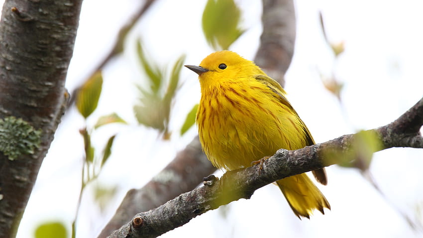 Chicago wskakuje na modę, aby pomóc uratować ptaki Ameryki Północnej, przyszłego ptaka Tapeta HD