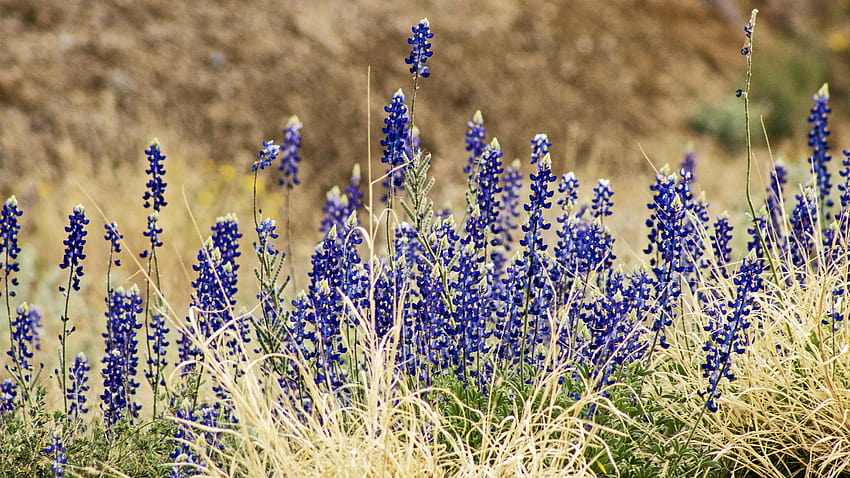 Bluebonnets blühen bereits im Big Bend National Park, Wiese mit Bluebonnets HD-Hintergrundbild