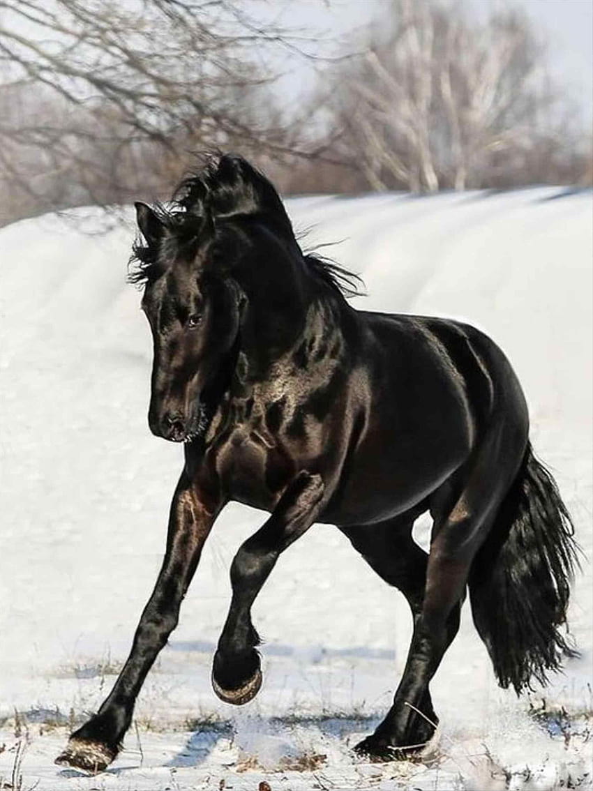 Friesian Horse ·①, cavalli nella neve Sfondo del telefono HD