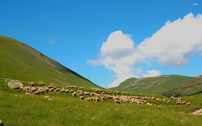 Grazing sheep on a beautiful spring day HD wallpaper