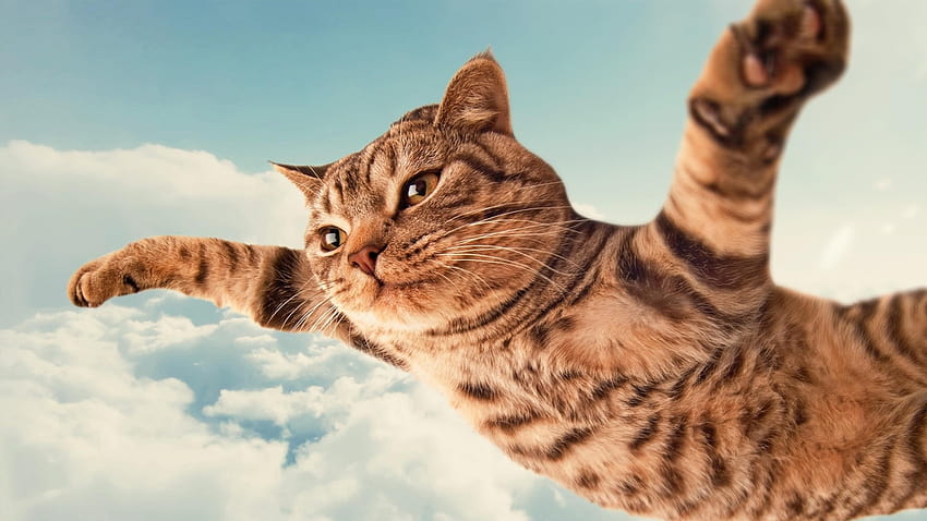 flying cats HD wallpaper
