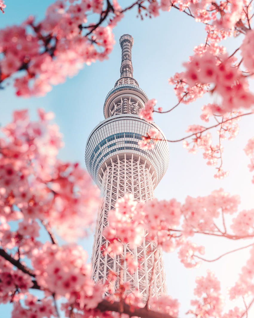 Japan Cherry Blossom, korean cherry blossoms HD phone wallpaper | Pxfuel