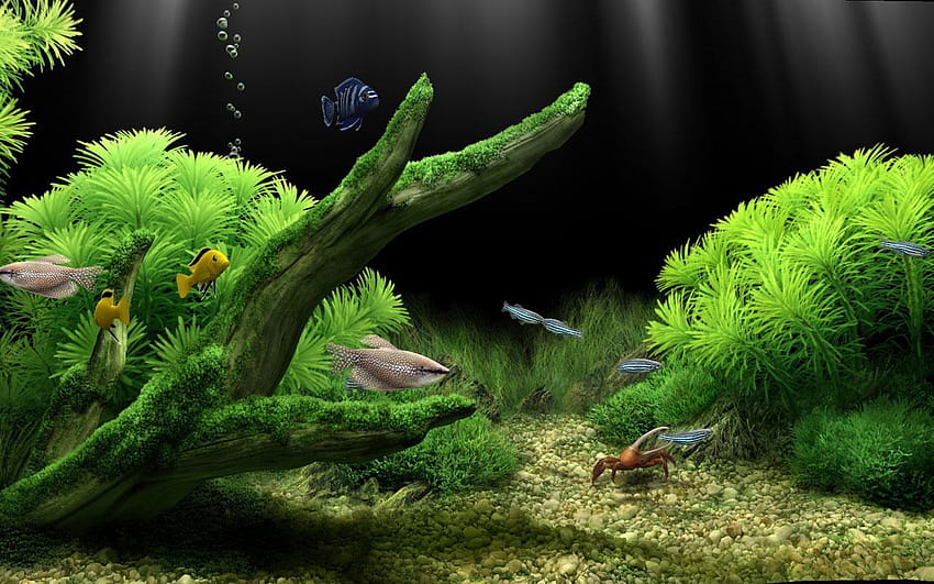 Aquarium Live, fish tank HD wallpaper