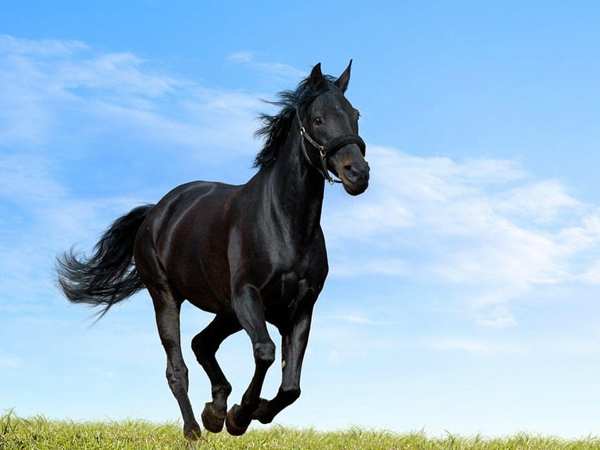 Running Horses, black horse jumping HD wallpaper