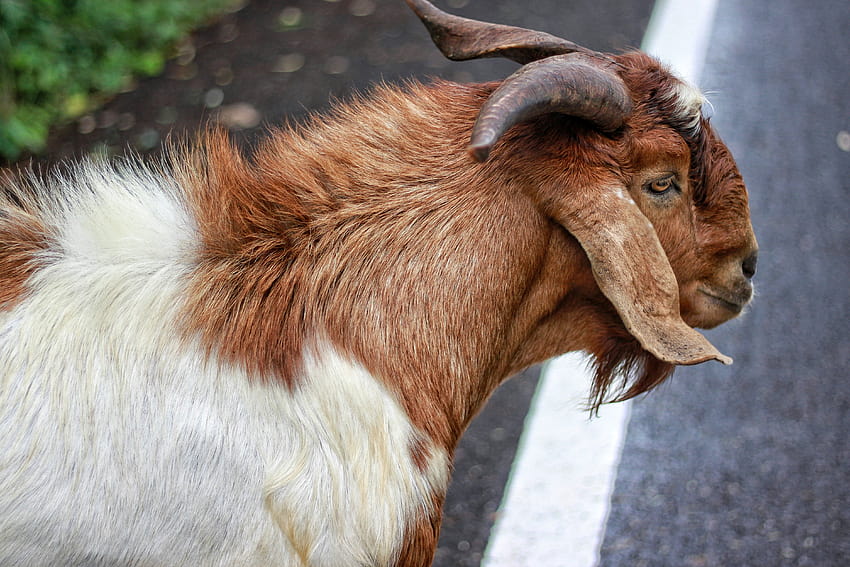 brown and white goat in 2020, winter goat HD wallpaper