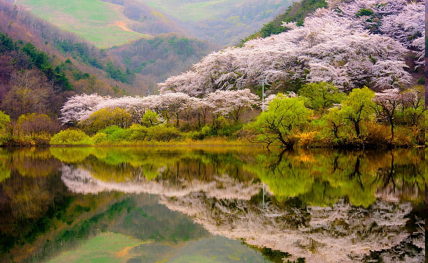 : trees, landscape, forest, lake, water, reflection, sky, blossoms, river, cherry blossom, national park, pond, spring, Bank, mount scenery, nature reserve, Lake District, wetland, tree, autumn, mountain, flower, plant, watercourse, vegetation HD wallpaper