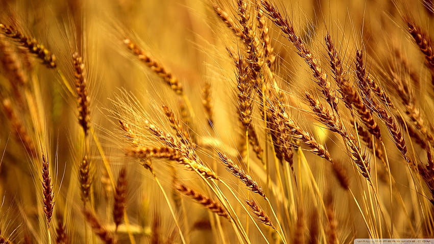Best 4 Wheat on Hip, cool wheat HD wallpaper