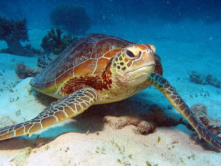 Australia, Oceania, Great Barrier Reef Sea Turtle, oceania animal underwater HD wallpaper