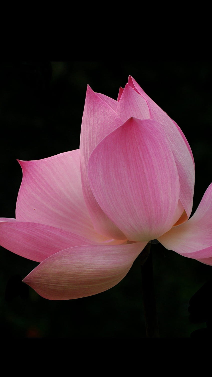 Pink Lotus, красив лотосов мобилен телефон HD тапет за телефон