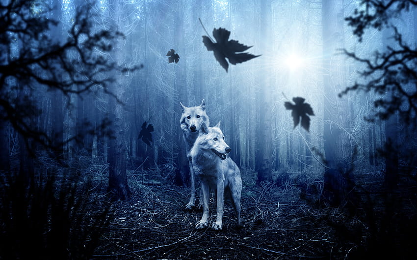 Two wolves in a dark damp forest 1366x768 HD wallpaper