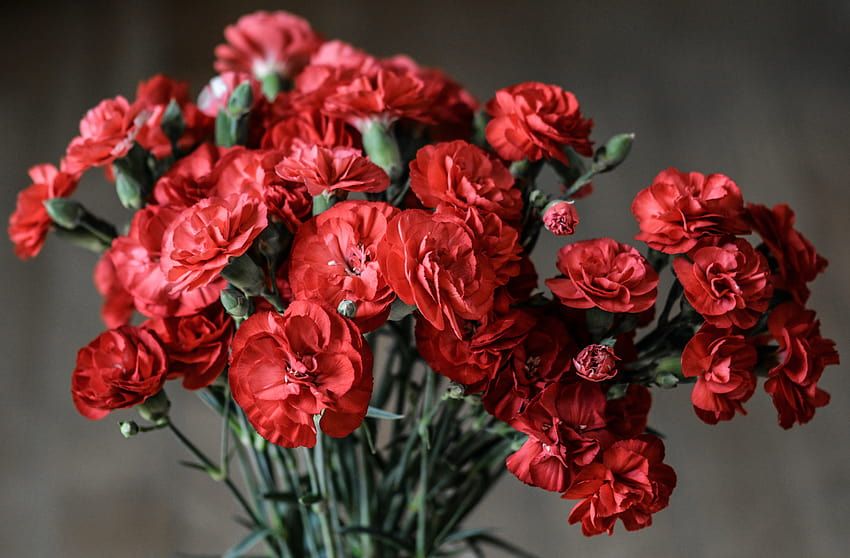 39 Carnation, red carnation HD wallpaper | Pxfuel