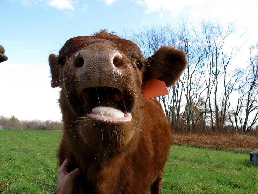 Longest Acres Blog: fat cow, fat cows HD wallpaper