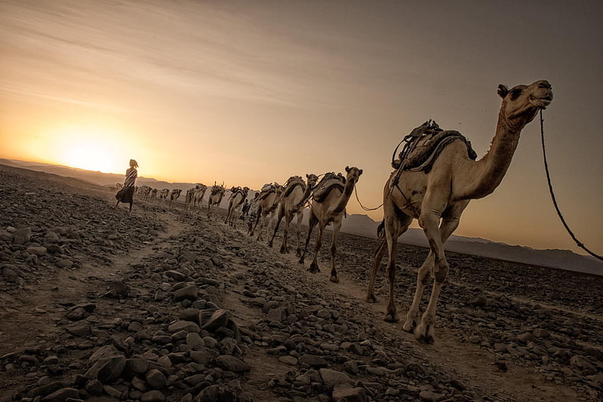 of camels walking on dirt road HD wallpaper