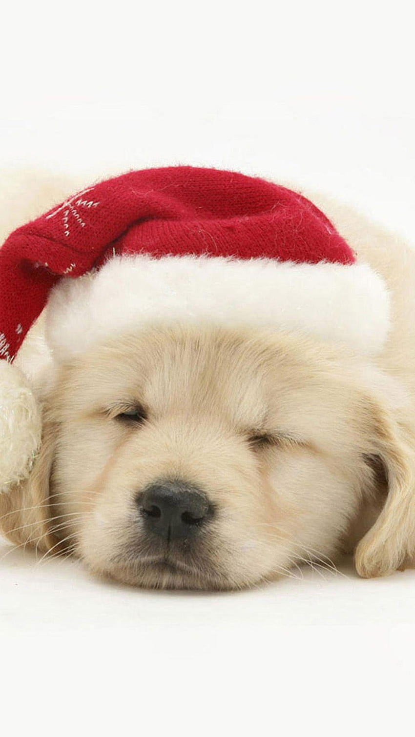 Cute Puppy In Christmas Hat iPhone 6 in 2019, christmas of dogs HD ...