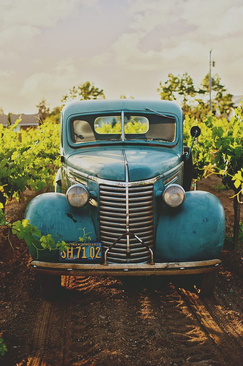 kendaraan biru klasik di antara kebun anggur –, mobil jadul yang estetis wallpaper ponsel HD