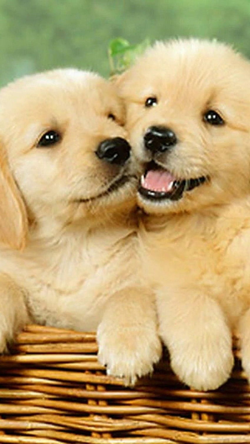 Puppy , Cute puppies, Cute puppy, cute puppies summer HD phone wallpaper