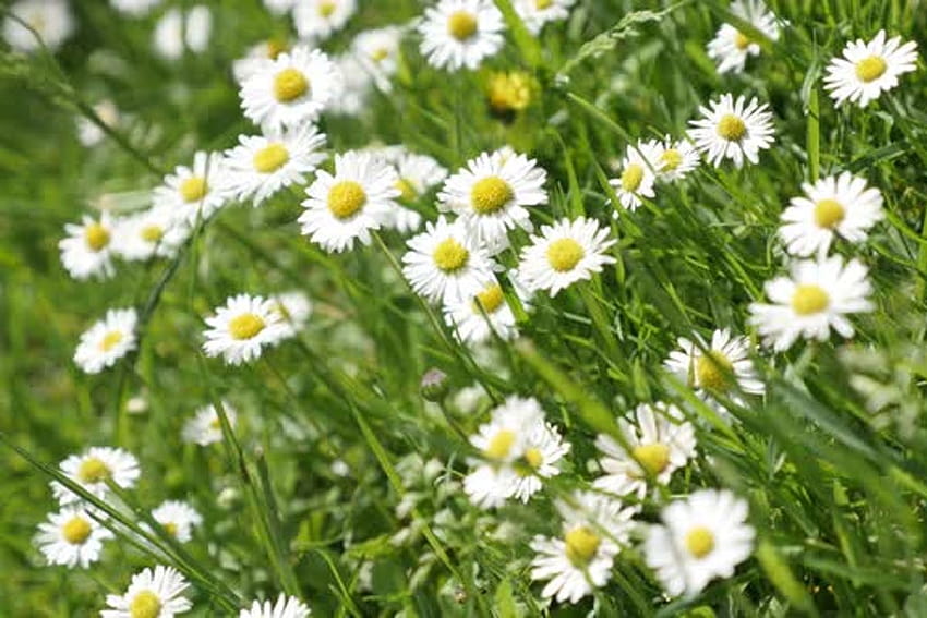 Common daisies in the grass spring backgrounds 2160p 30fps Ultra video HD wallpaper