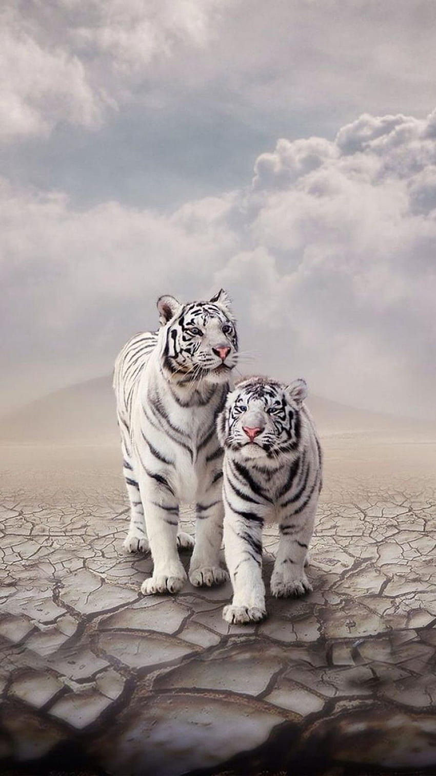 White tiger iphone HD phone wallpaper | Pxfuel