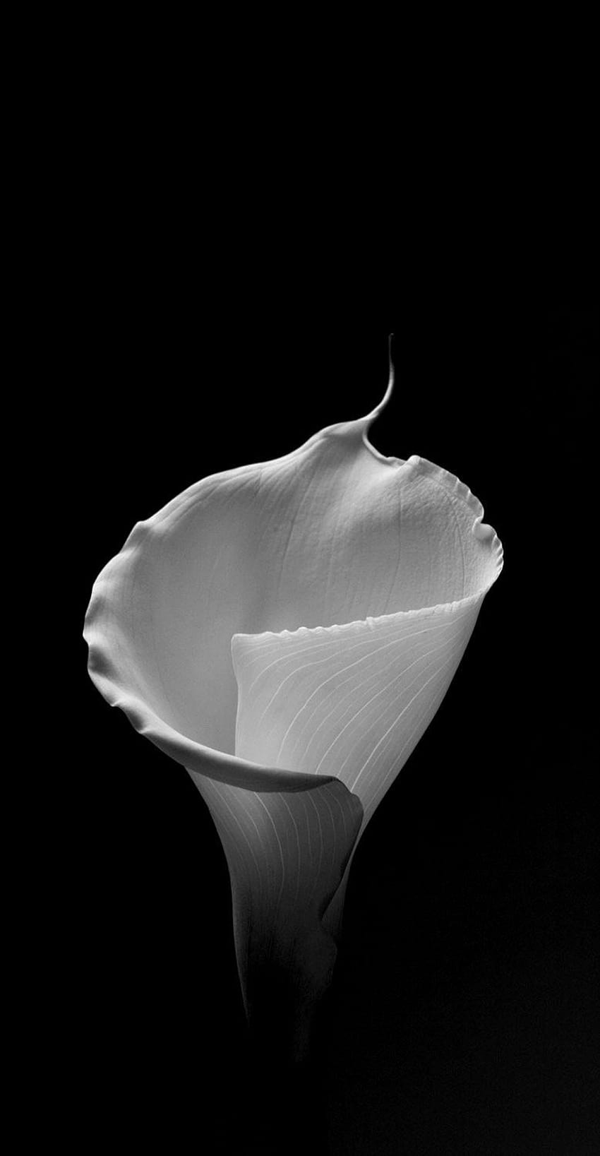 Calla Lily von Robert Mapplethorpe, Calla-Lilie mit Regentropfen HD-Handy-Hintergrundbild