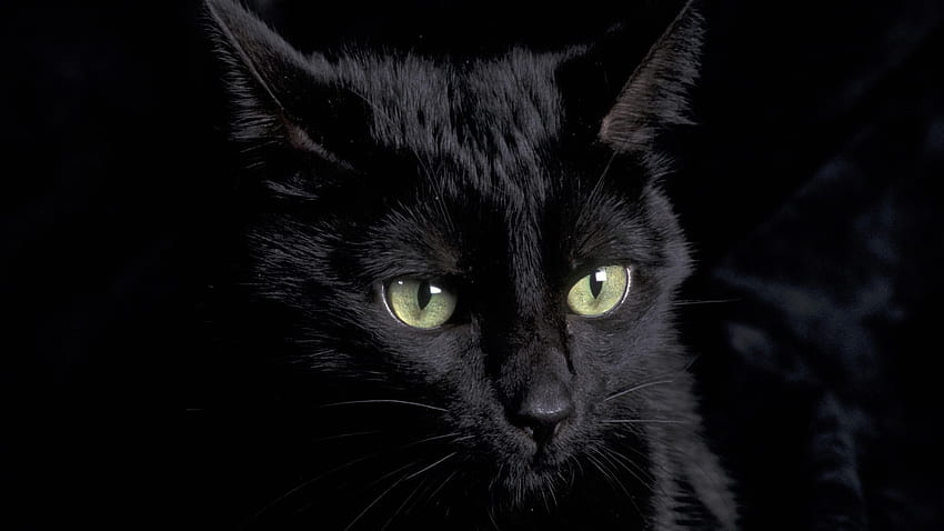 5 Gato negro para computadora, gatitos oscuros fondo de pantalla