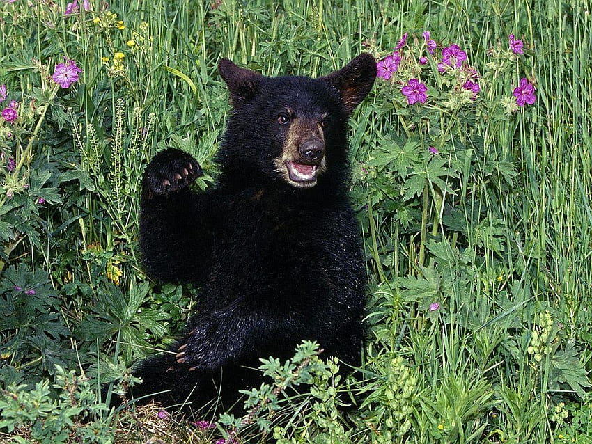 Ours noirs mangeant, Arrière-plans Fond d'écran HD