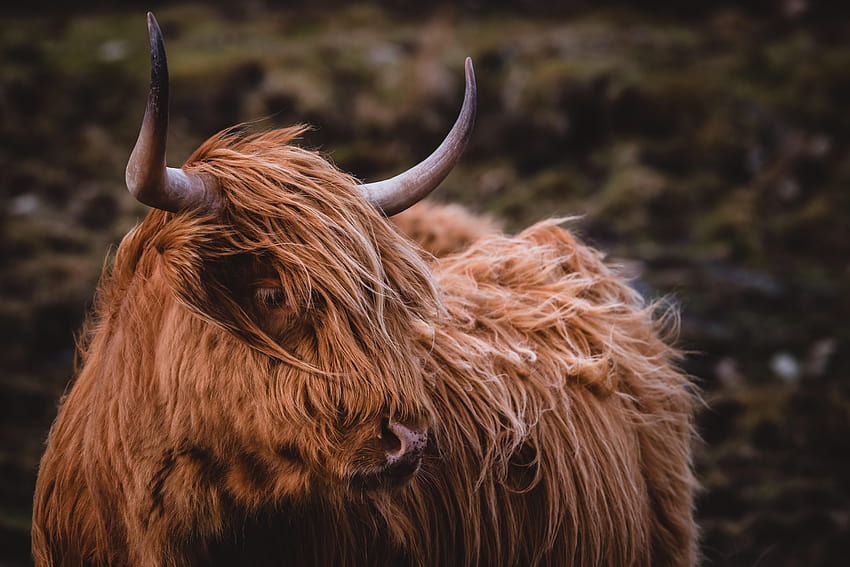 Highland Cattle Retina Ultra, Hochlandrind HD-Hintergrundbild