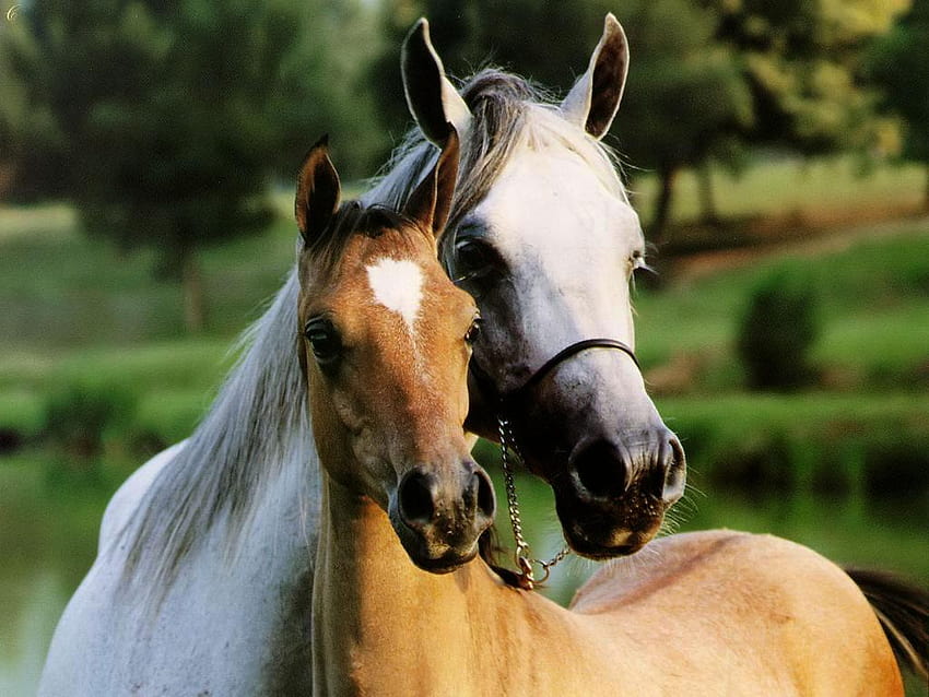 My Corner: Horses in Love, horses love HD wallpaper