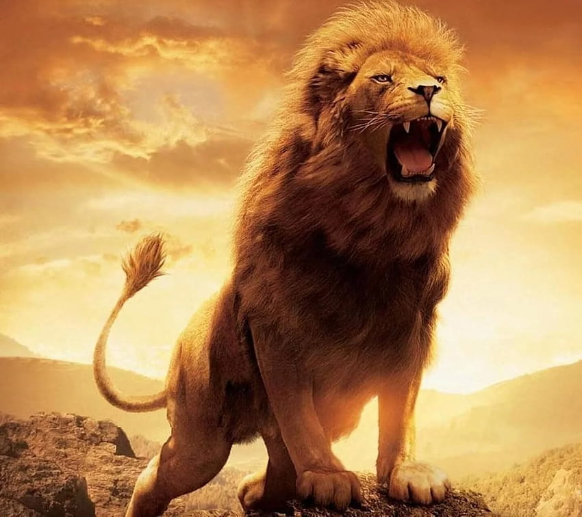 3d Lion Mobile, cool lions HD wallpaper