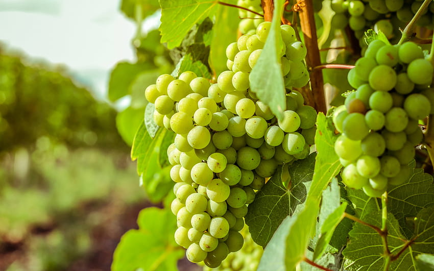 white grapes, autumn, harvest, green grapes, bunch of grapes with resolution 2880x1800. High Quality HD wallpaper