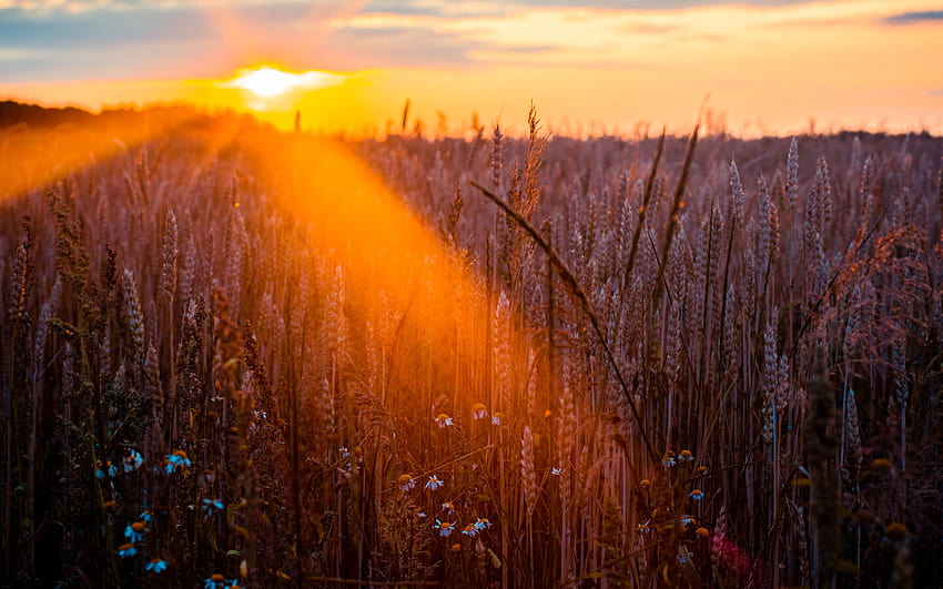 1440x900 Wheat Field Sun Beams graphy 1440x900 Resolution , Backgrounds, and HD wallpaper
