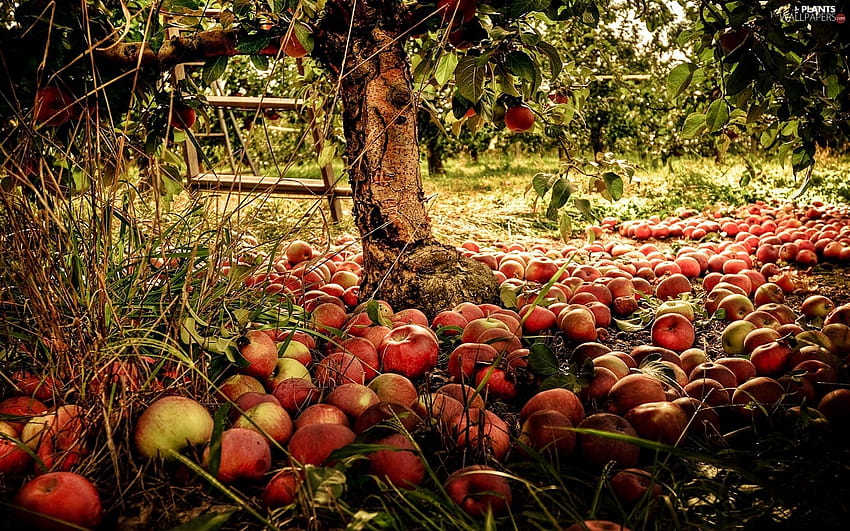 Best 4 Apple Orchard Backgrounds on Hip, apples autumn HD wallpaper
