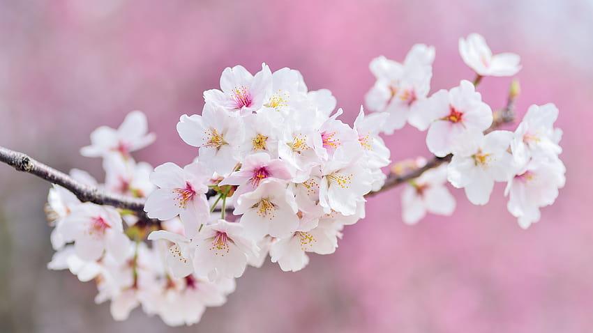Cherry Tree Flowers Blossom Pink 2048x1152 Dual Wide 2048x1152