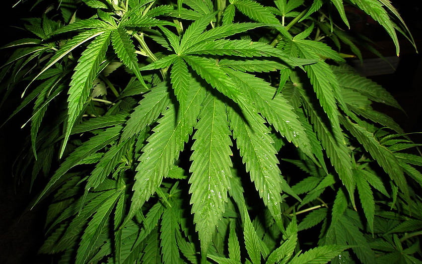 麻大麻マリファナと、雑草 高画質の壁紙