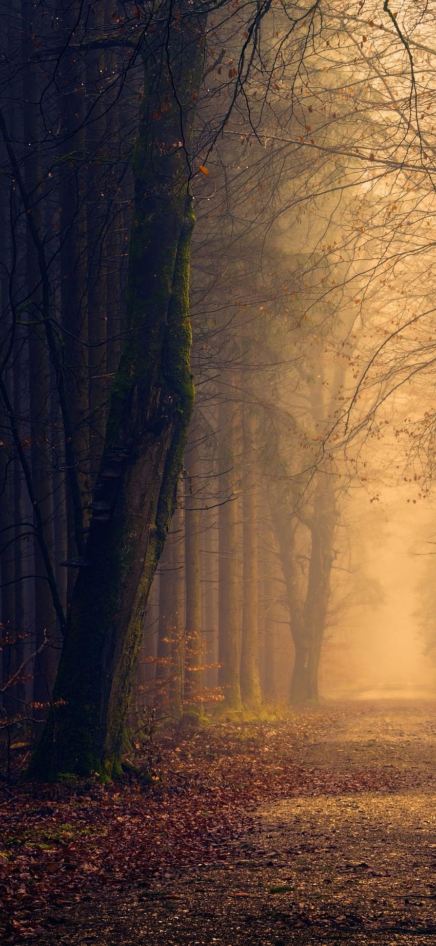 1080x2340 Herbst, Weg, Nebel, Bäume, Dunkel, Blätter, 1080x2340 Handy HD-Handy-Hintergrundbild