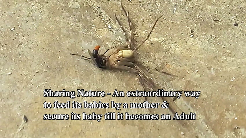 Tarantula hawk paralyzing a spider to hatch eggs inside the spider abdomen HD wallpaper