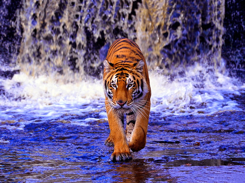 Der Sundarban von Bangladesch: Royal Bengal Tigers, Sundarbans HD-Hintergrundbild