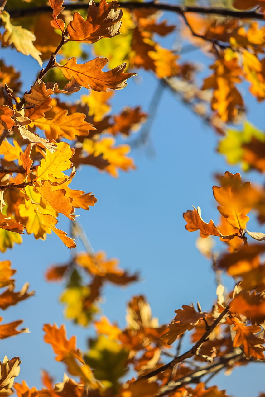 autumn-is-the-best-season-to-garden-says-the-rhs-warm-neutral-autumn