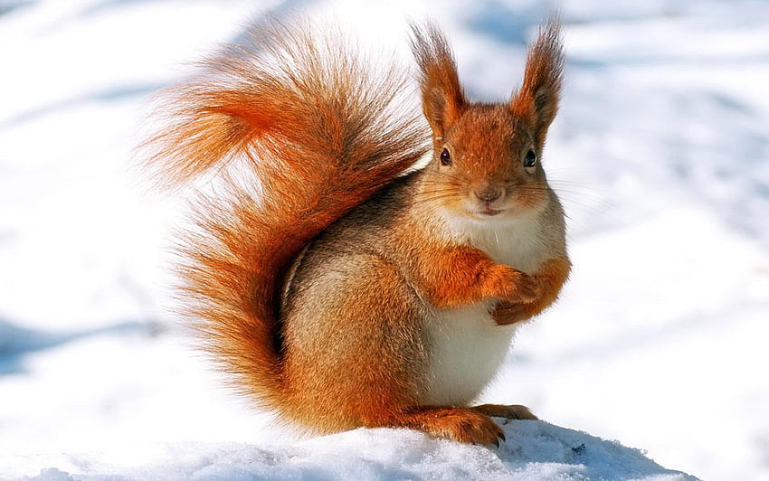 Snow Squirrel, red squirrel HD wallpaper