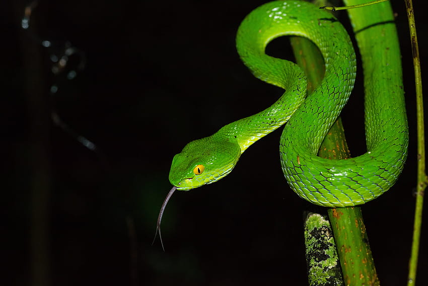 Smooth green snake, trimeresurus, pit viper, khao yai national park, viper snake head HD wallpaper