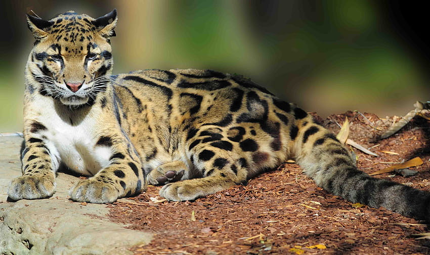 Clouded leopards HD wallpaper | Pxfuel