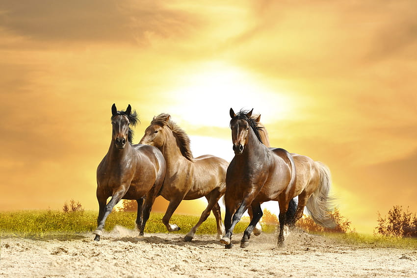 chevaux sauvages guerre des mustangs appaloosa, animal appaloosa Fond d'écran HD