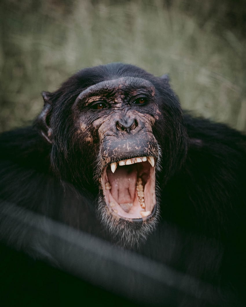 55 Chimpanzee, chimps HD phone wallpaper