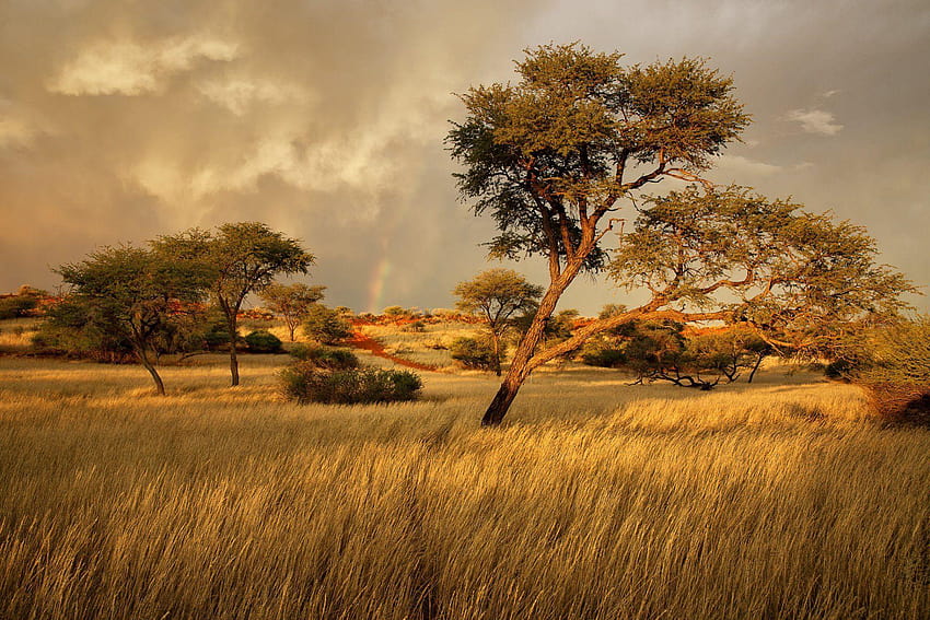 namibia áfrica sabana hierba árbol fondo de pantalla