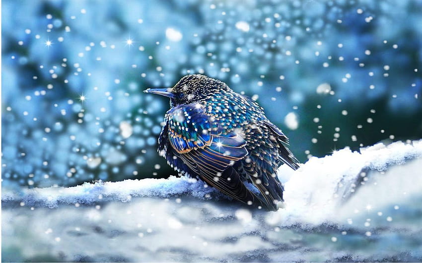 European Starling, starlings HD wallpaper
