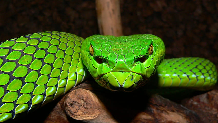 Pit viper snake HD wallpaper