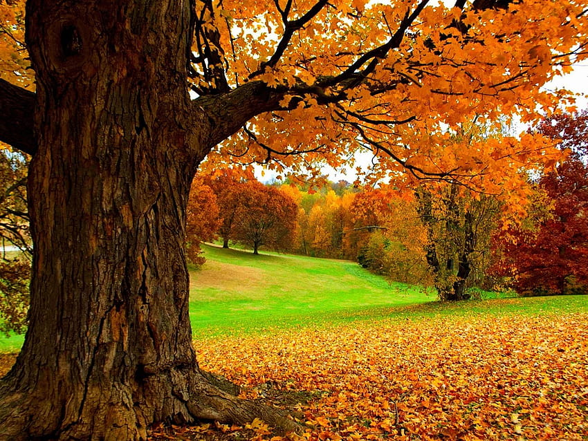 Under a yellow tree HD wallpapers | Pxfuel