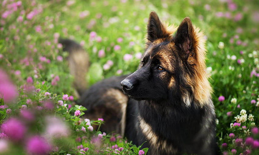 Dog flowers, dogs in flowers HD wallpaper | Pxfuel