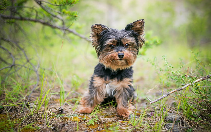 Yorkshire terrier, little puppy, cute animals, pets, dogs, decorative breeds of dogs with resolution 1920x1200. High Quality, silky terrier HD wallpaper
